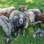 Nyaraló Im Tobel *