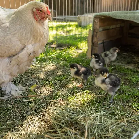 Сasa de vacaciones Im Tobel
